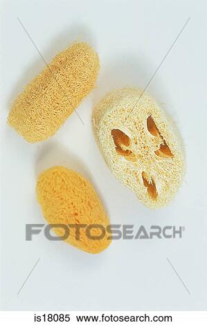 Sponges View Large Photo Image Stock Photography - Sponges. Fotosearch