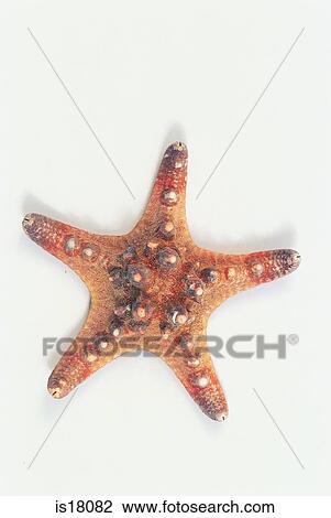 Starfish View Large Photo Image Stock Image - Starfish. Fotosearch