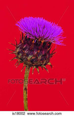 Thistle View Large Photo Image Stock Image - Thistle. Fotosearch