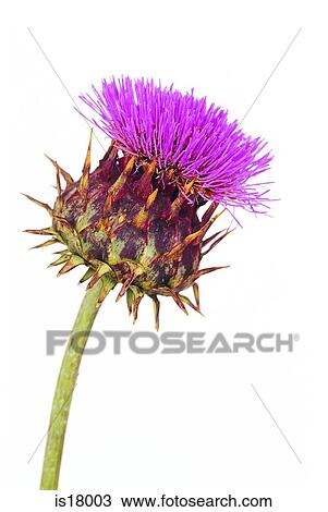 Stock Image - Thistle. Fotosearch