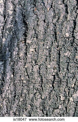 Tree bark View Large Photo Image Stock Photo - Tree bark. Fotosearch