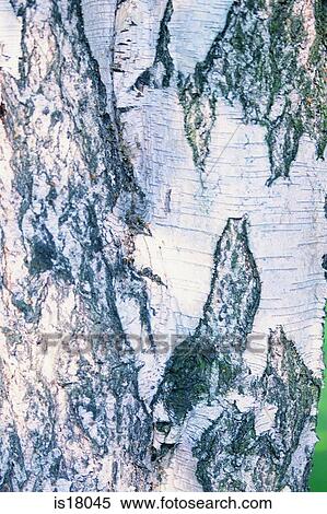 Stock Photography - Tree bark. Fotosearch