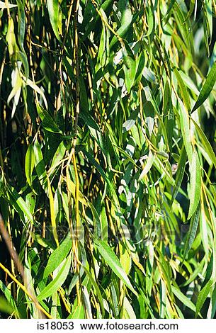 Willow leaves View Large Photo Image Stock Image - Willow leaves. Fotosearch