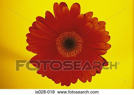 Stock Photo - Red flower. Fotosearch