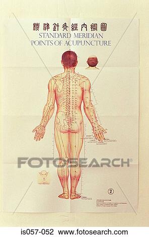 Acupuncture meridians View Large Photo Image Stock Image - Acupuncture meridians. Fotosearch