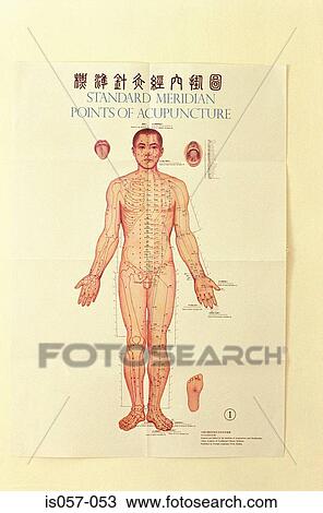 Acupuncture meridians View Large Photo Image Stock Image - Acupuncture meridians. Fotosearch