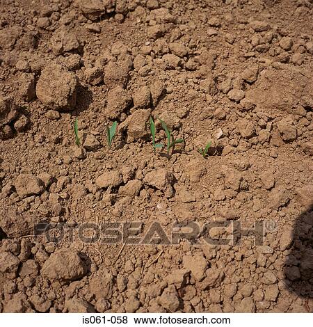 Seedlings View Large Photo Image Stock Photo - Seedlings. Fotosearch
