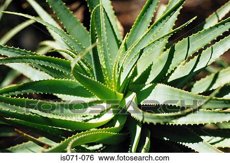Agave View Large Photo Image Stock Photograph - Agave. Fotosearch