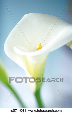 Stock Image - Arum lily. Fotosearch
