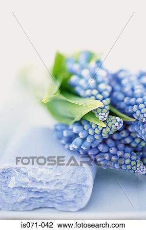 Stock Image - Hyacinths and soap. Fotosearch
