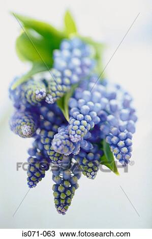 Hyacinths View Large Photo Image Stock Image - Hyacinths. Fotosearch
