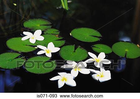 Water lilies View Large Photo Image Stock Image - Water lilies. Fotosearch