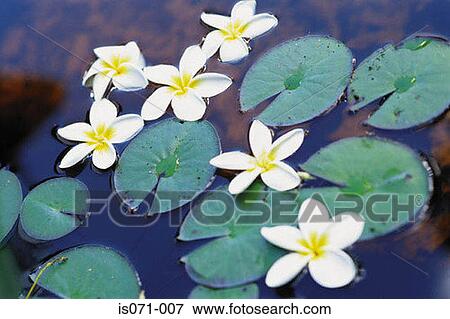 Water lilies View Large Photo Image Stock Photo - Water lilies. Fotosearch