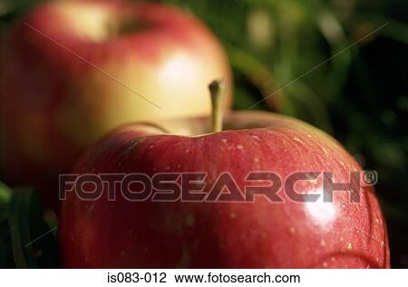 Stock Image - Apples. Fotosearch