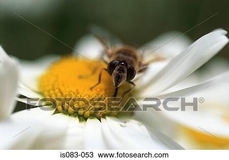 Stock Image - Bee on daisy. Fotosearch