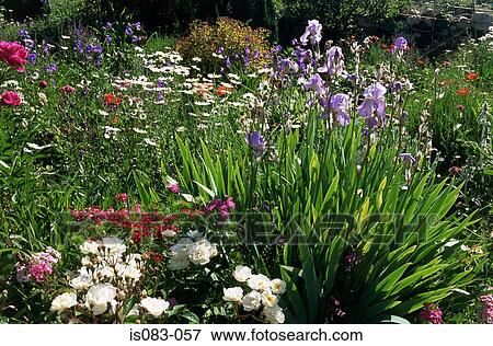 Blumengarten Stock Foto | is083-057 | Fotosearch