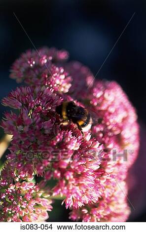Bumblebee on sedum View Large Photo Image Picture - Bumblebee on sedum. Fotosearch
