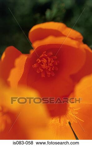 Californian poppy View Large Photo Image Stock Photo - Californian poppy. Fotosearch