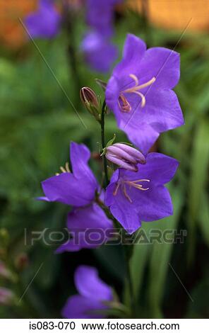 Campanulas View Large Photo Image Stock Image - Campanulas. Fotosearch