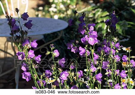 Campanulas View Large Photo Image Stock Photograph - Campanulas. Fotosearch