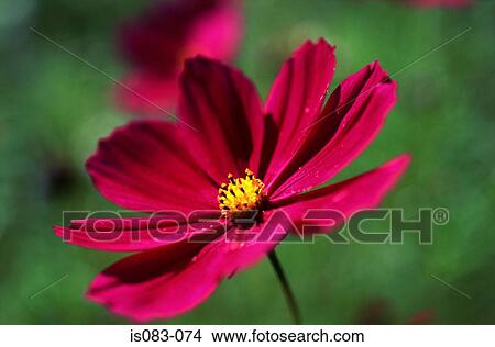 Cosmea View Large Photo Image Picture - Cosmea. Fotosearch