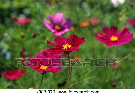 Cosmeas View Large Photo Image Stock Photo - Cosmeas. Fotosearch
