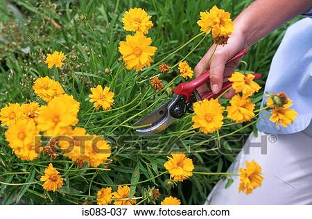 Cutting flowers View Large Photo Image Stock Photo - Cutting flowers. Fotosearch