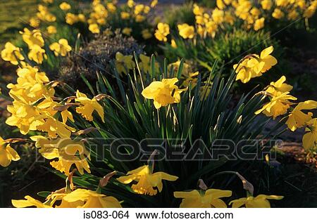 Daffodils View Large Photo Image Picture - Daffodils. Fotosearch