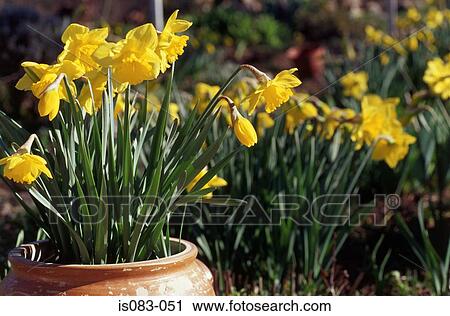 Daffodils View Large Photo Image Stock Image - Daffodils. Fotosearch