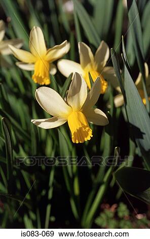 Daffodils View Large Photo Image Stock Photo - Daffodils. Fotosearch