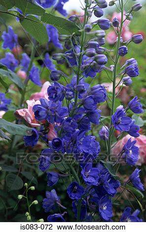 Delphiniums View Large Photo Image Stock Image - Delphiniums. Fotosearch