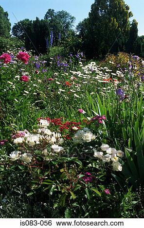 Stock Photograph - Flower garden. Fotosearch