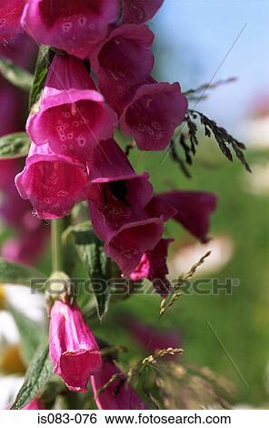 Stock Photograph - Foxglove. Fotosearch