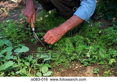 Stock Photograph - Gardening. Fotosearch