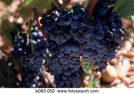 Grapes View Large Photo Image Stock Image - Grapes. Fotosearch