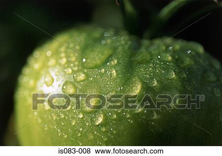 Stock Photo - Green tomato. Fotosearch