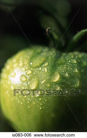 Stock Photograph - Green tomato. Fotosearch