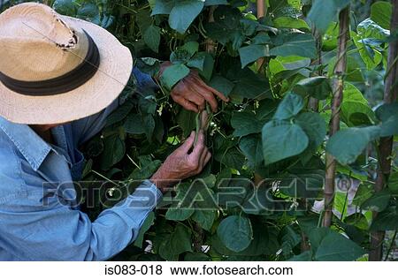 Harvesting beans View Large Photo Image Stock Photo - Harvesting beans. Fotosearch