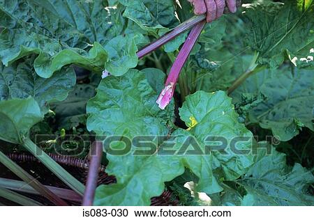 Harvesting rhubarb View Large Photo Image Stock Image - Harvesting rhubarb. Fotosearch