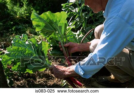 Harvesting rhubarb View Large Photo Image Stock Photography - Harvesting rhubarb. Fotosearch