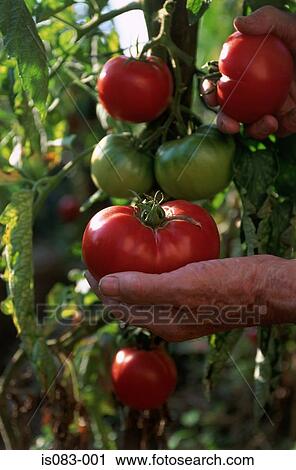 Harvesting tomatoes View Large Photo Image Stock Image - Harvesting tomatoes. Fotosearch