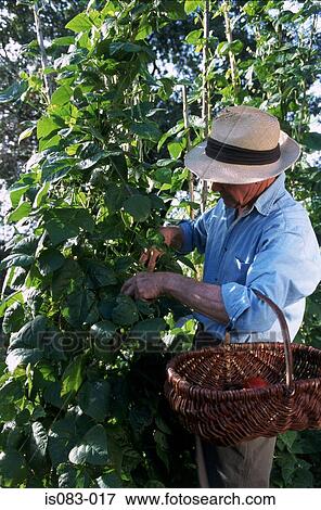Stock Photo - Harvesting tomatoes. Fotosearch
