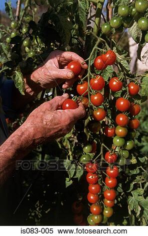 Harvesting tomatoes View Large Photo Image Stock Photography - Harvesting tomatoes. Fotosearch