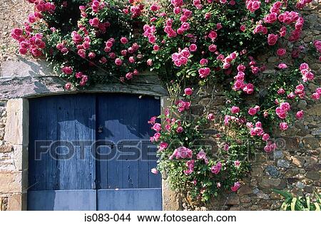 House with roses View Large Photo Image Picture - House with roses. Fotosearch