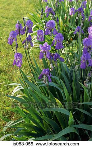 Stock Photography - Irises. Fotosearch