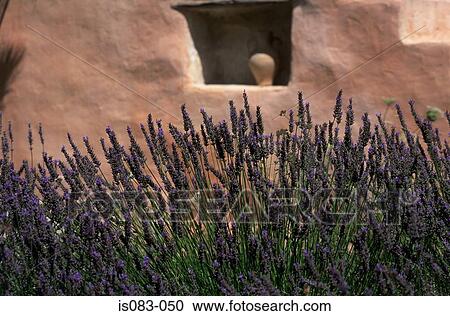 Stock Image - Lavender. Fotosearch