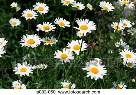 Marguerites View Large Photo Image Stock Image - Marguerites. Fotosearch