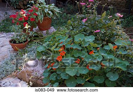 Nasturtiums View Large Photo Image Stock Photo - Nasturtiums. Fotosearch