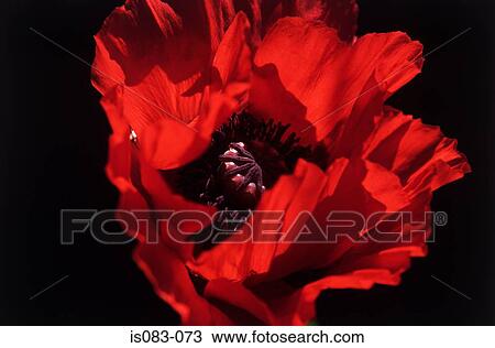Oriental poppy View Large Photo Image Stock Image - Oriental poppy. Fotosearch