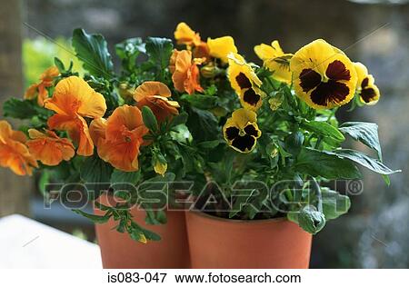 Stock Photo - Pansies. Fotosearch